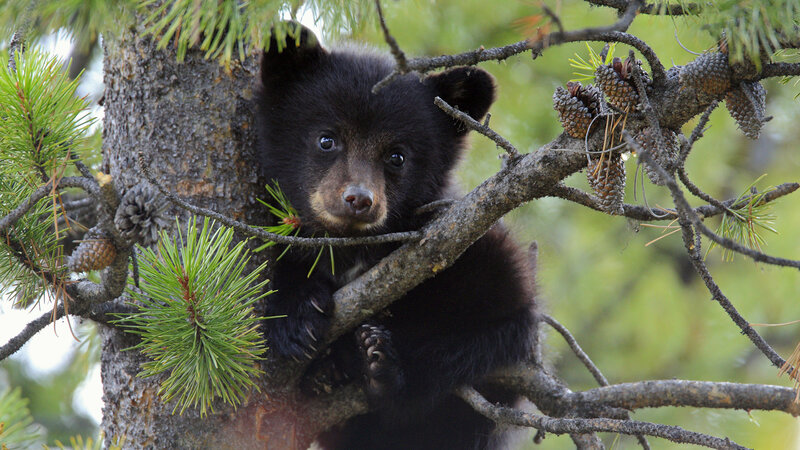 Black Bear Cub in Tree — Green, Calm