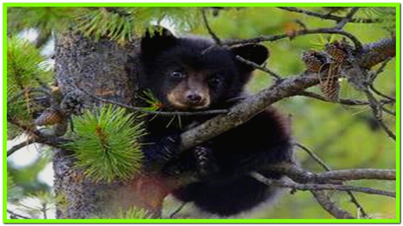 Black Bear Cub in Tree — Green