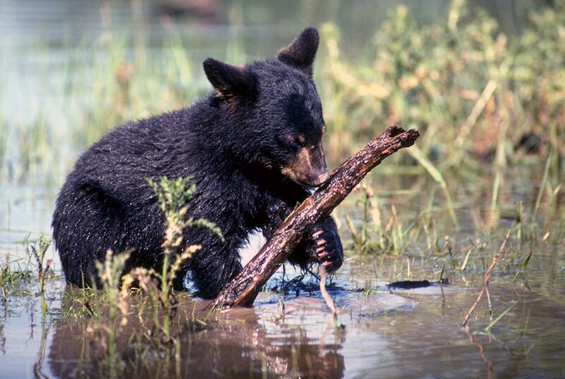 Black Bear Cub — Natural, Afternoon