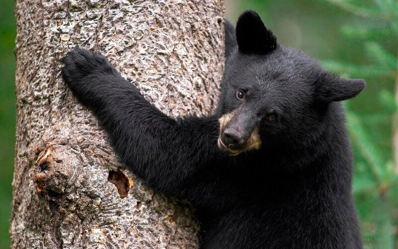 Black Bear Cub — Natural, Photograph