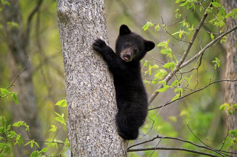 Black Bear Cub — Natural, Spring