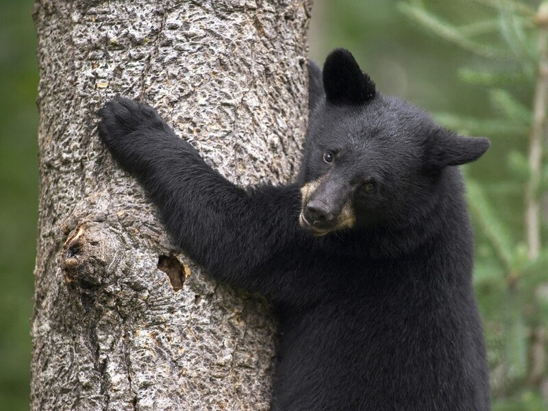 Black Bear Cub — Natural