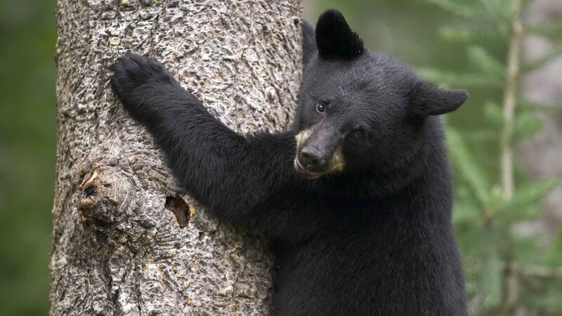Black bear cub on tree