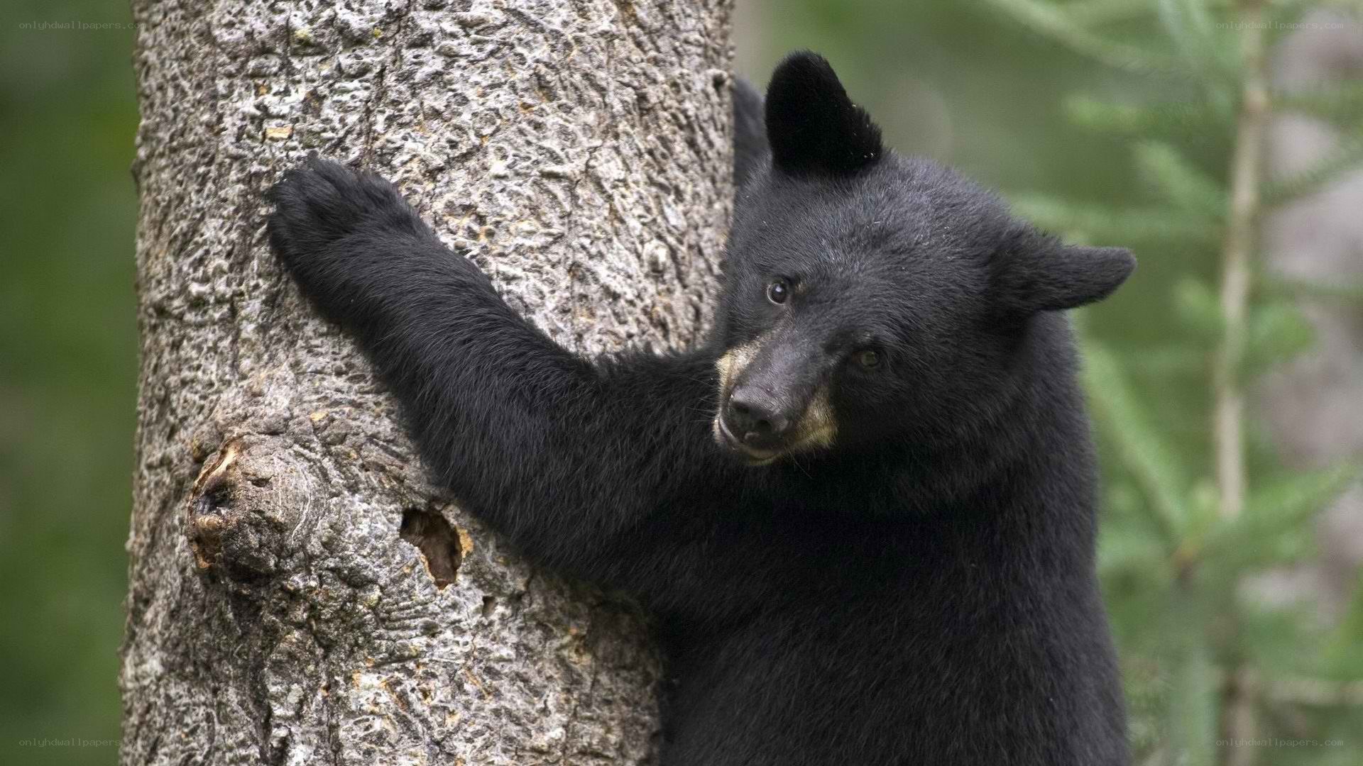 Black bear cub on tree