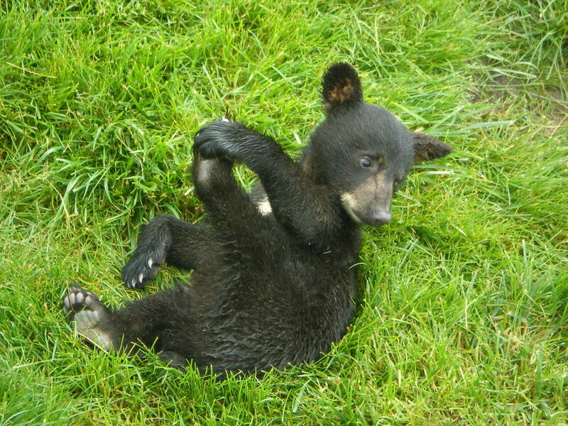 Black bear cub playing in grass