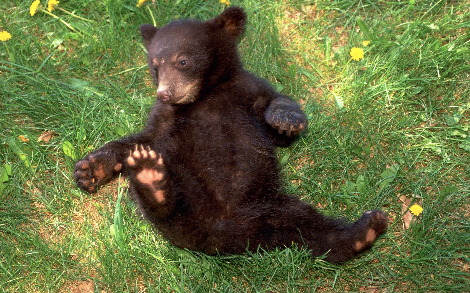 Black bear cub playing in grass