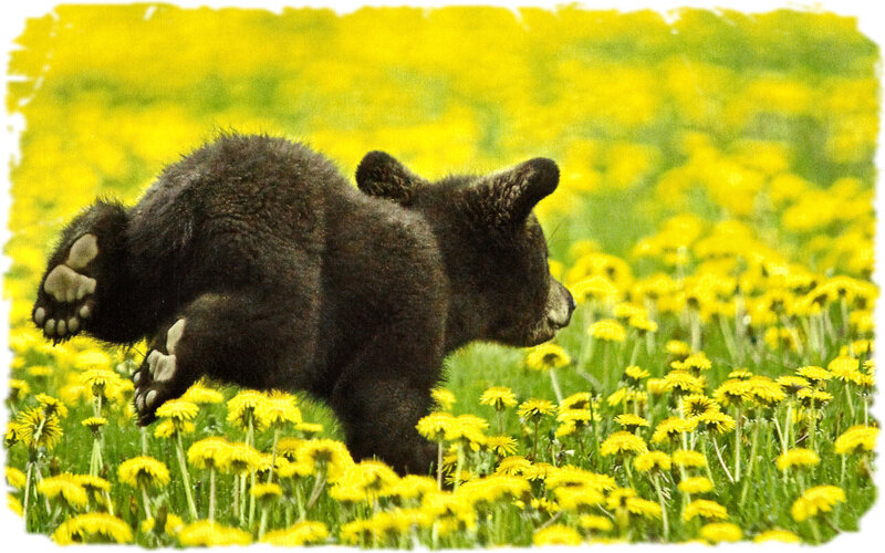Black Bear Cub Running