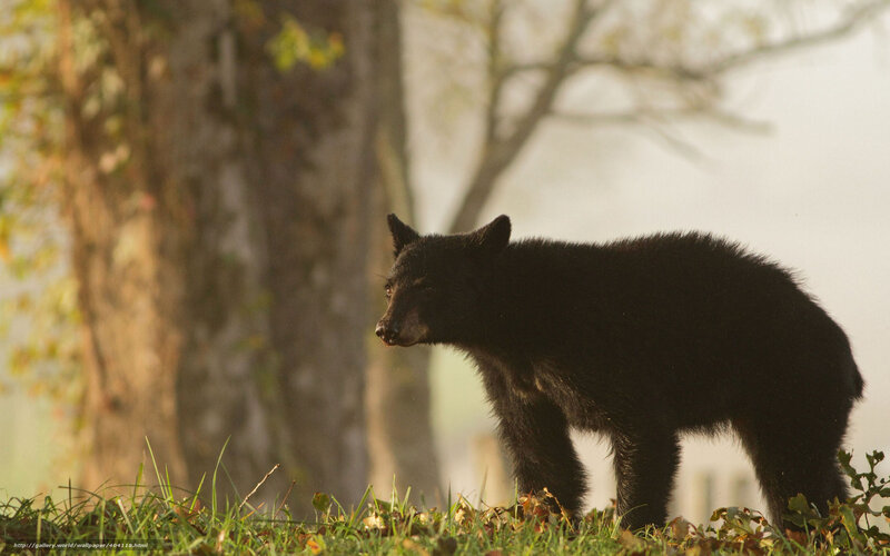 Black Bear Cub — Serene