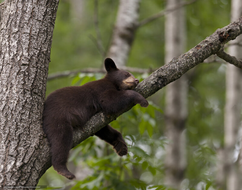 Black Bear Cub Sleeping — Brown