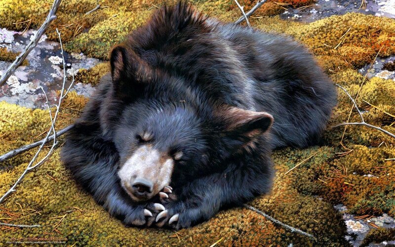 Black Bear Cub Sleeping — Serene, Digital Art