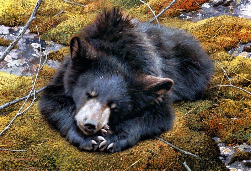 Black Bear Cub Sleeping — Serene