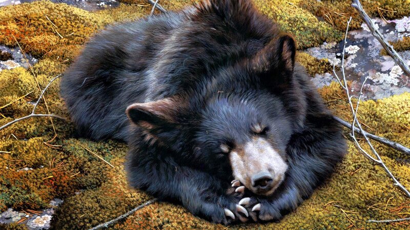 Black Bear Cub Sleeping