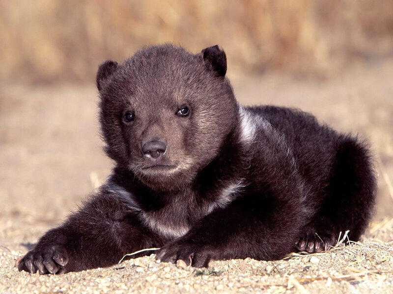 Black Bear Cub