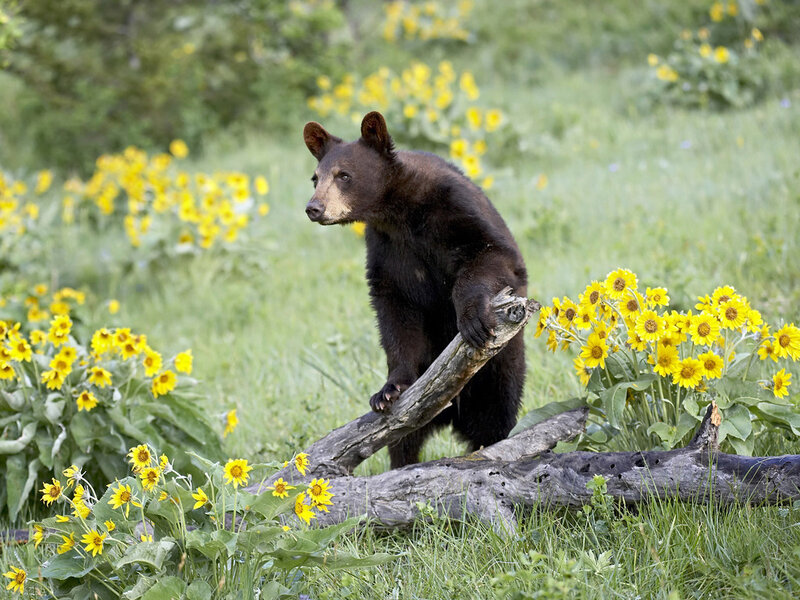 Black Bear Cub — Yellow