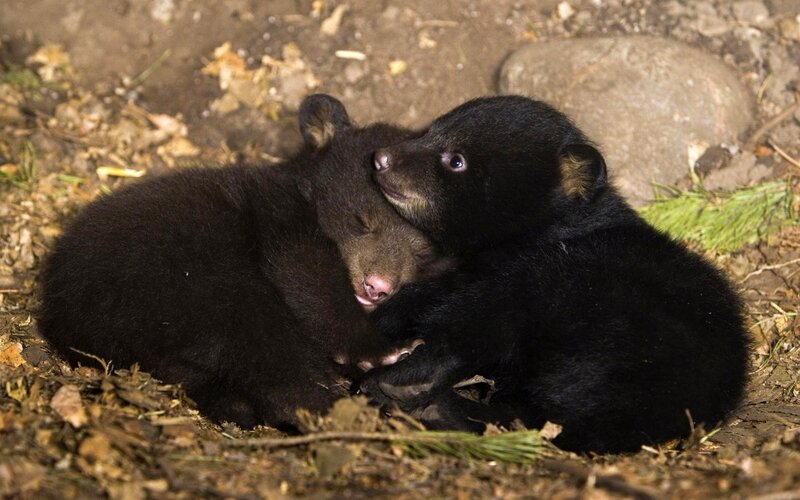 Black Bear Cubs — Calm