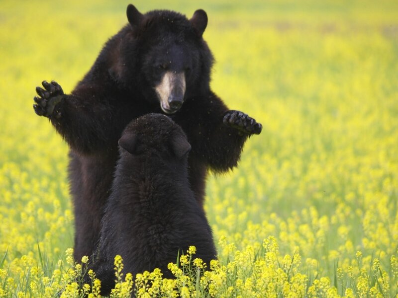 Black Bear Cubs Playing