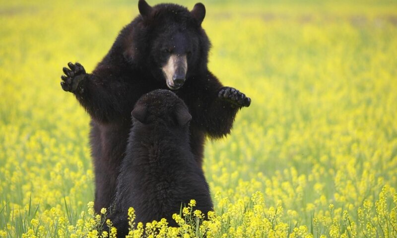 Black Bear Cubs Playing — Yellow