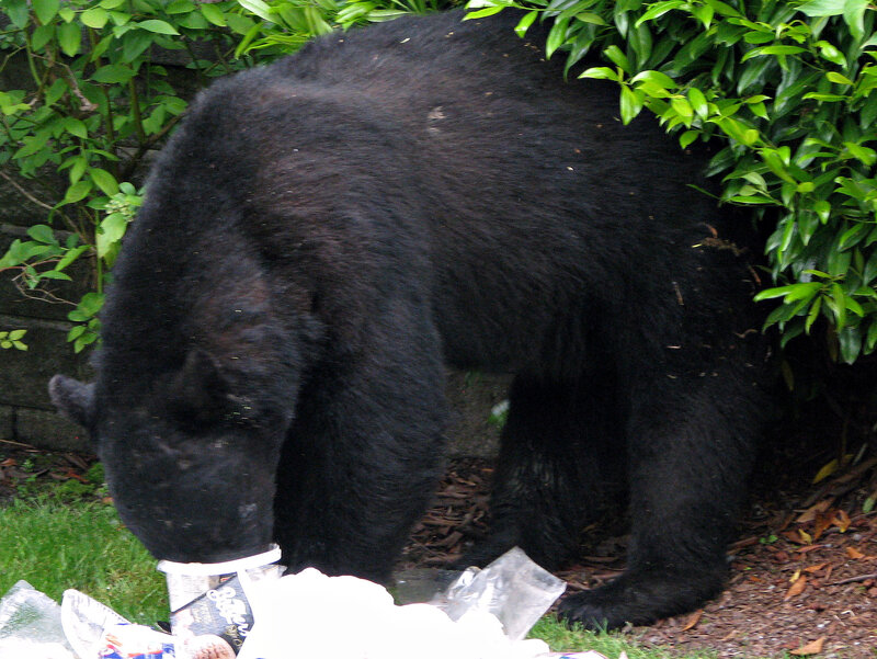 Black Bear Eating Trash
