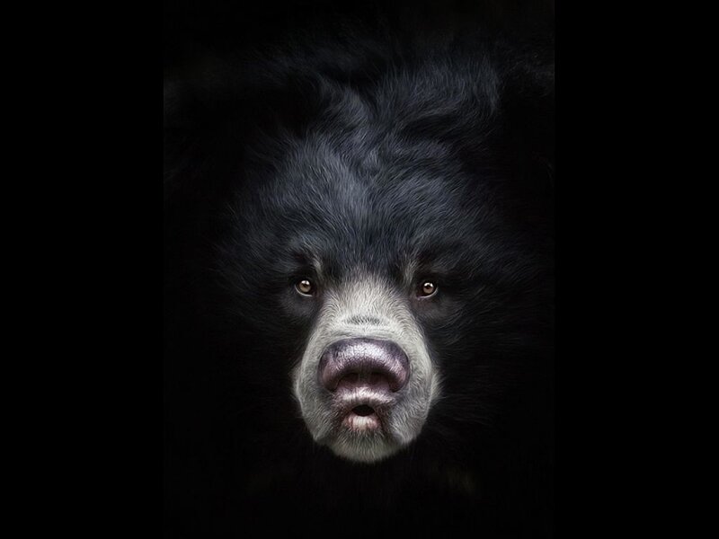 Black Bear Face — Dramatic