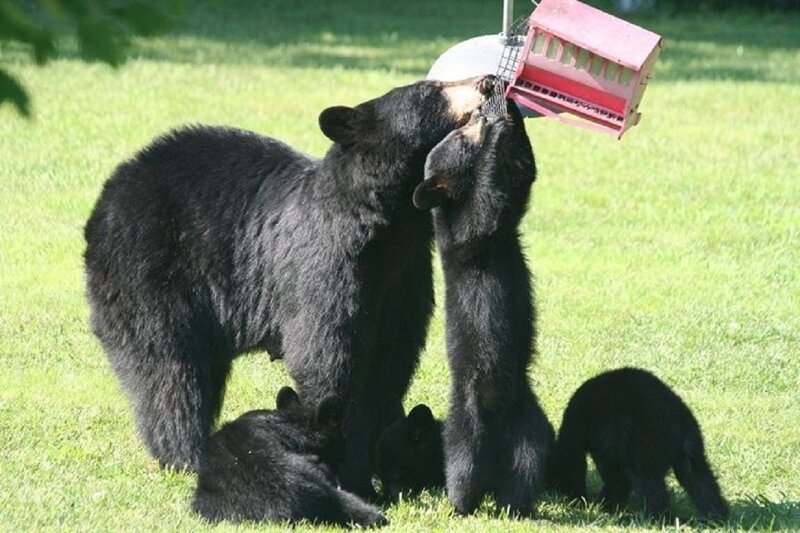 Black Bear Family — Green, Playful