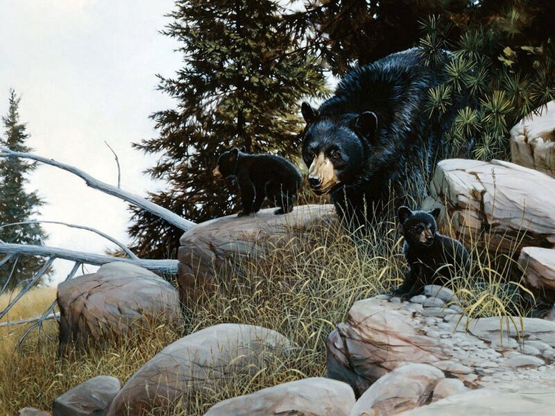 Black Bear Family — Natural, Morning