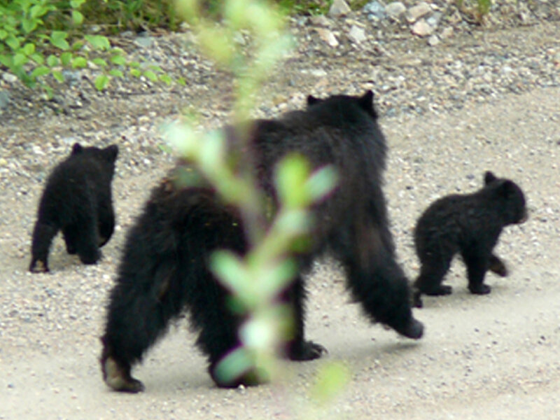 Black Bear Family — Natural
