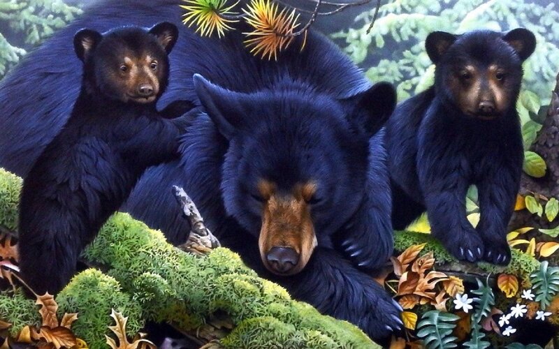 Black Bear Family — Serene, Autumn