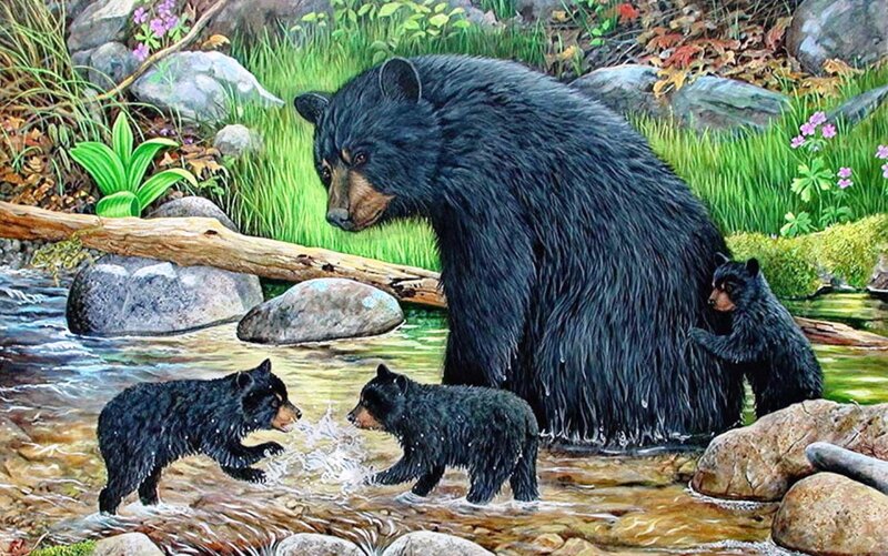 Black Bear Family — Serene
