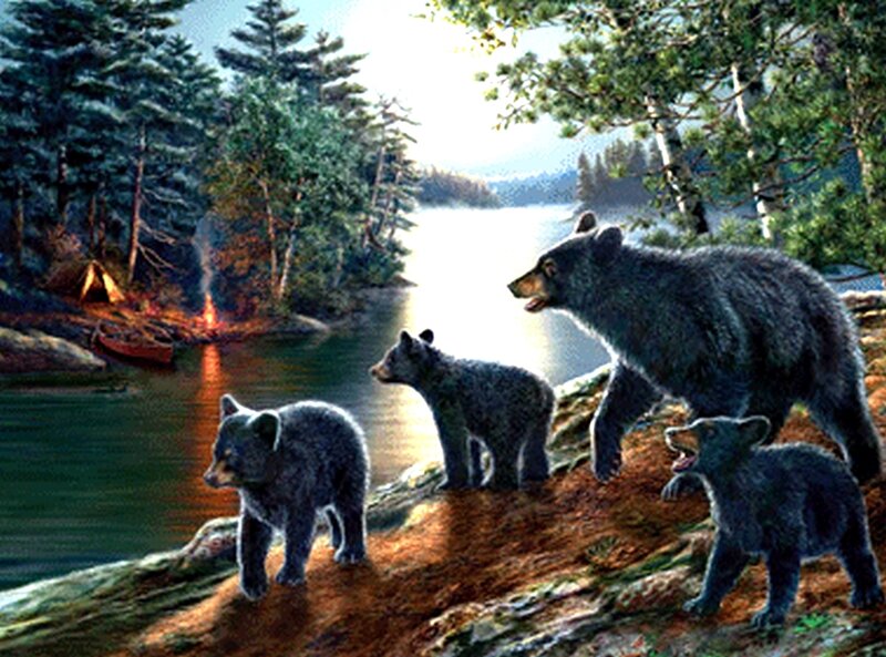 Black Bear Family