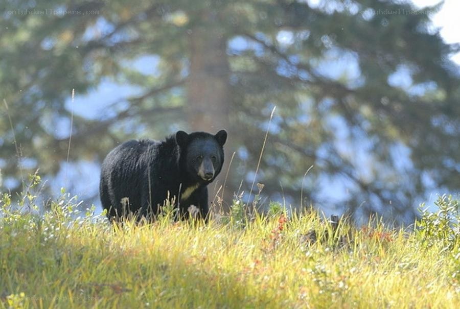 Black bear in a grassy field