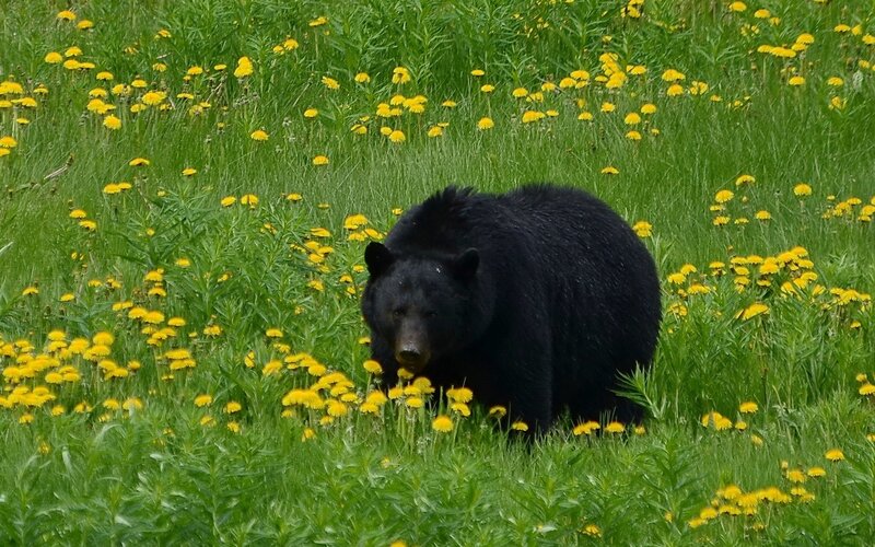 Black bear in a meadow