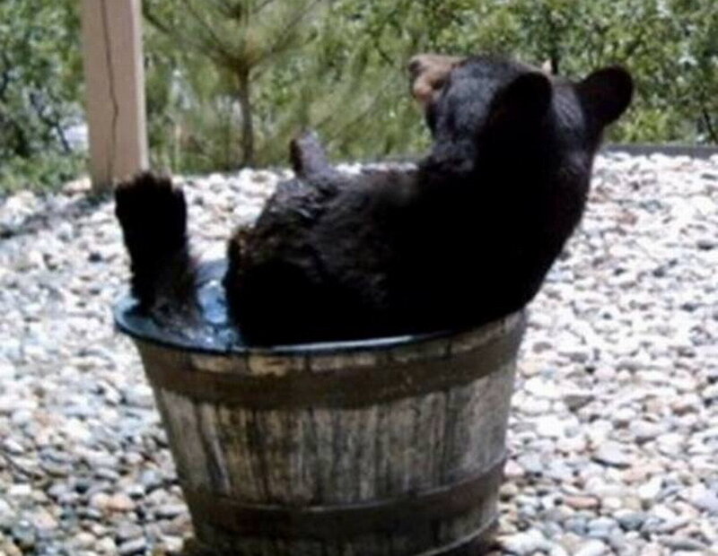 Black Bear in a Tub