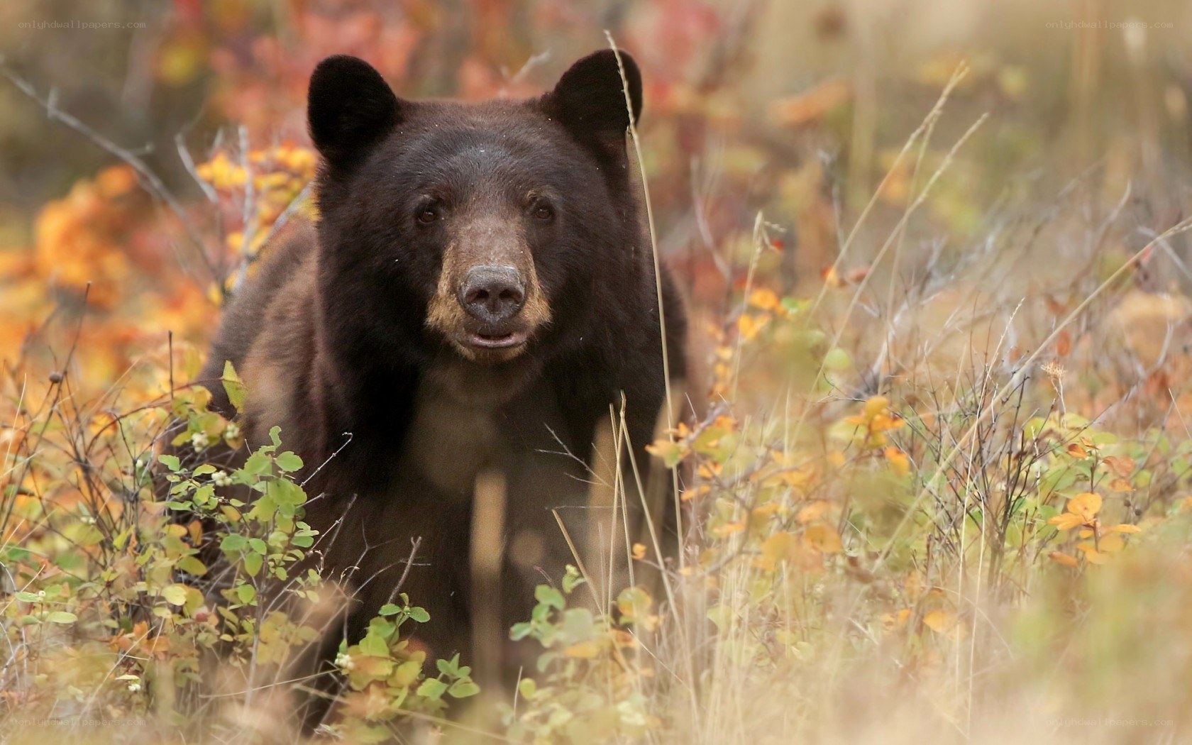 Black bear in autumn foliage