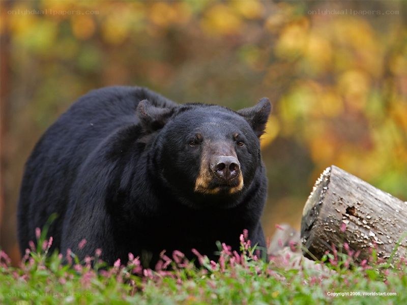 Black bear in autumn forest