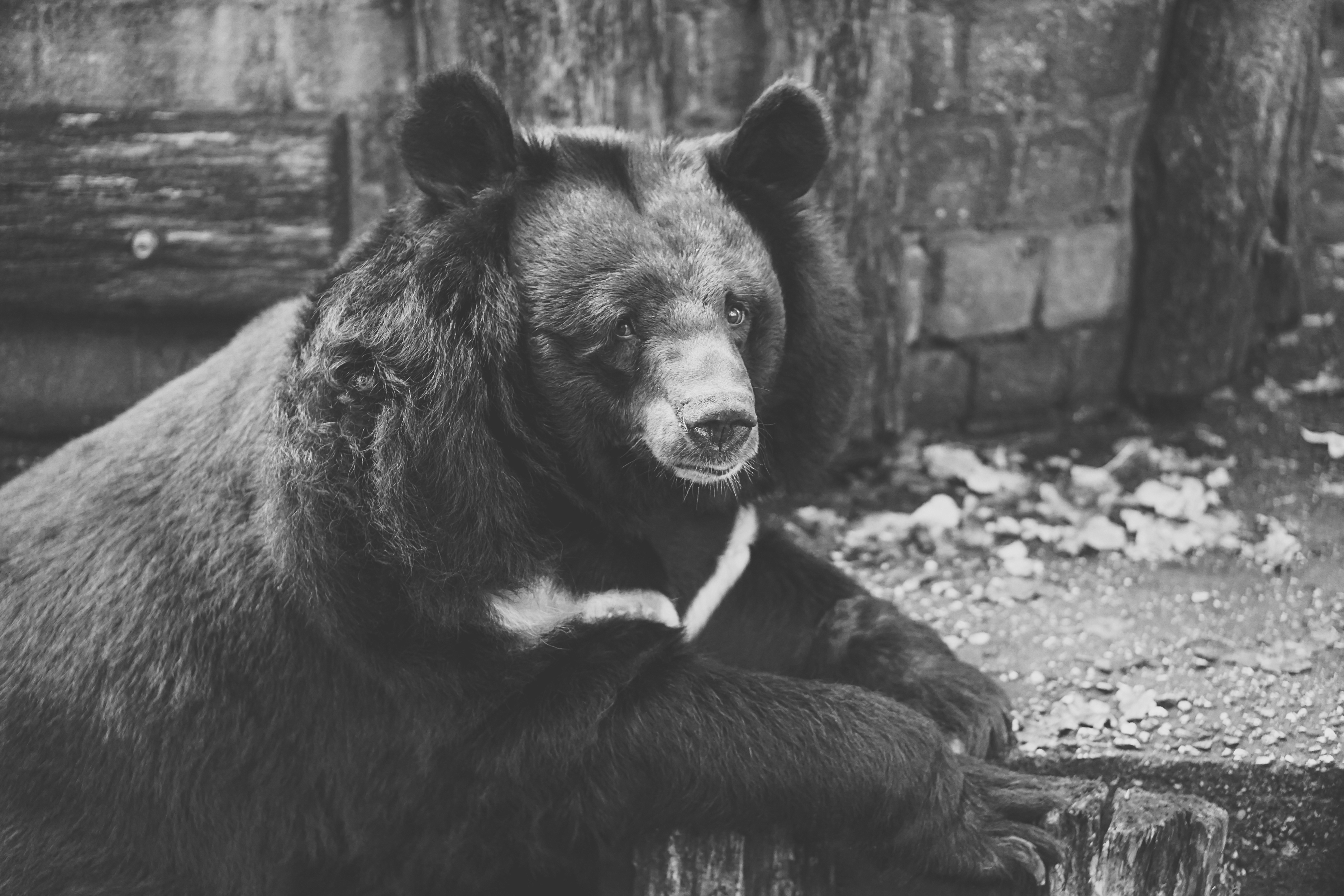 black bear in enclosure