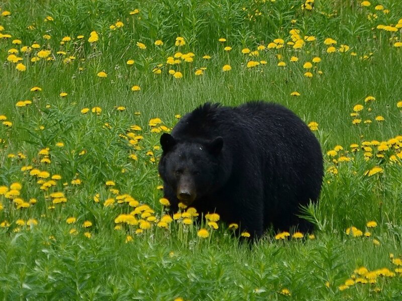 Black Bear in Field