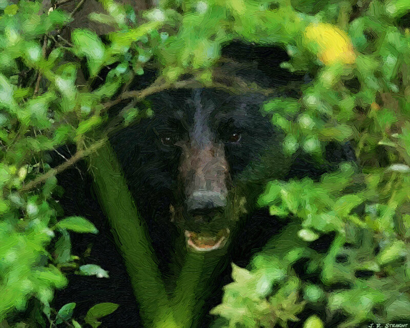 Black Bear in Foliage