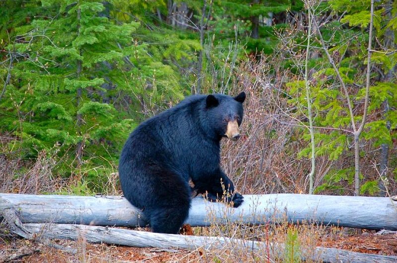 Black bear in forest