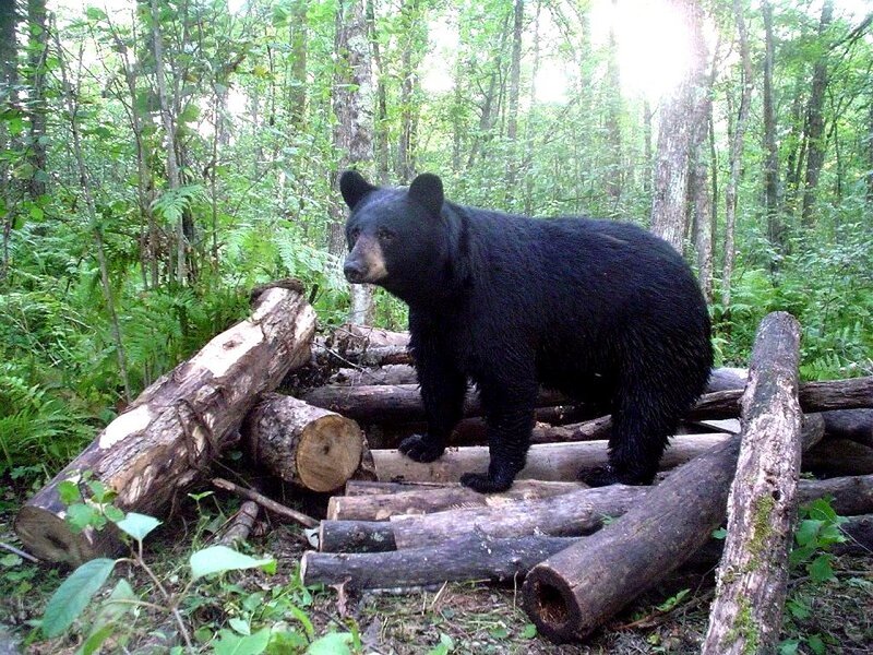 Black bear in forest