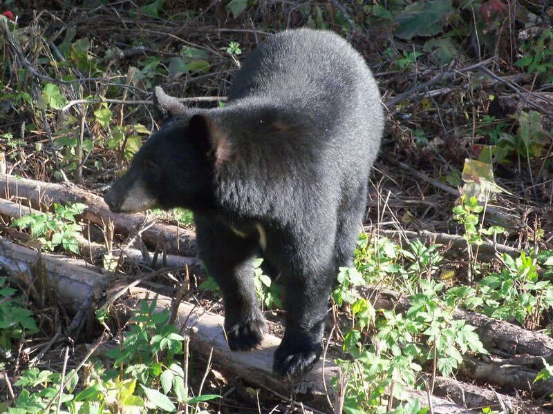 Black bear in forest