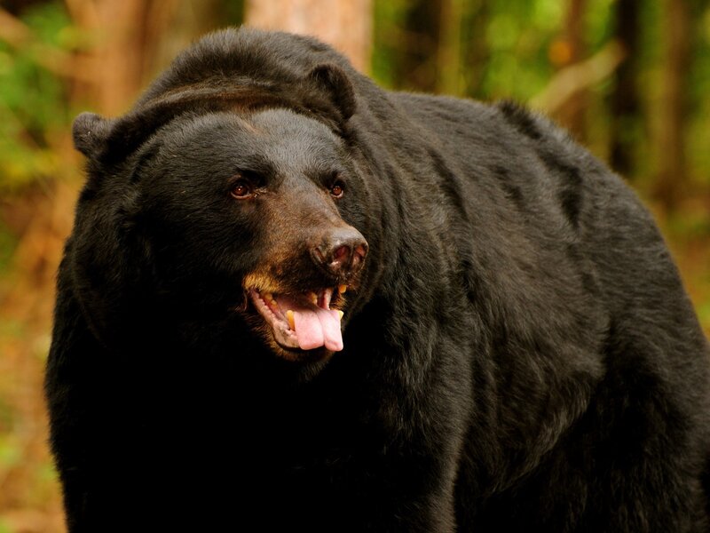 Black bear in forest