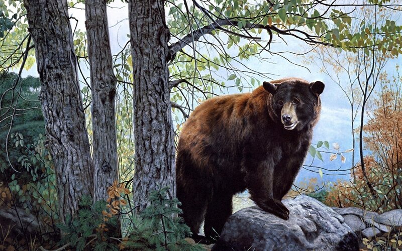 Black Bear in Forest — Brown, Natural, Autumn