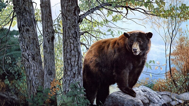 Black Bear in Forest — Brown, Natural