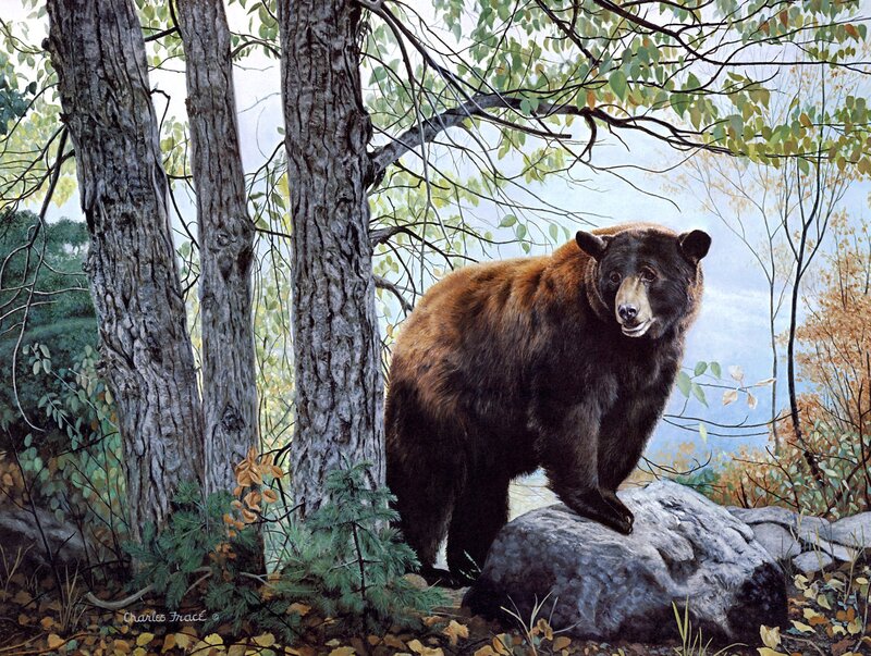 Black Bear in Forest — Brown