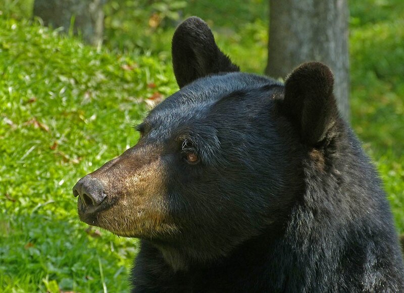 Black Bear in Forest — Green, Calm, Afternoon