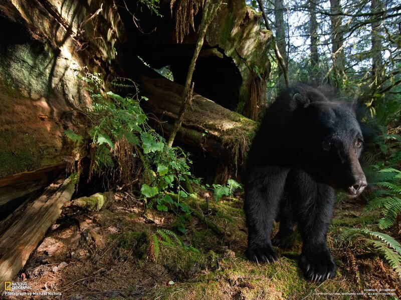 Black Bear in Forest — Green, Natural, Afternoon, Photograph
