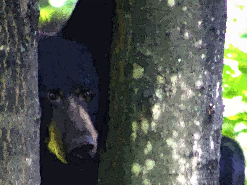 Black Bear in Forest — Green, Natural, Afternoon