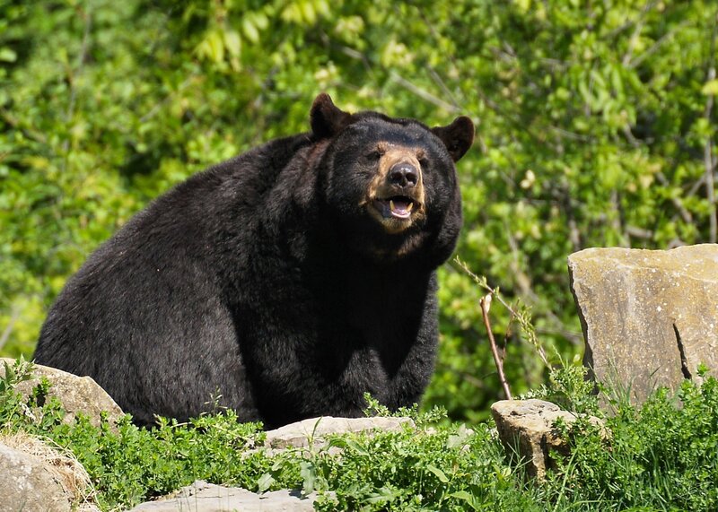 Black Bear in Forest — Green, Natural