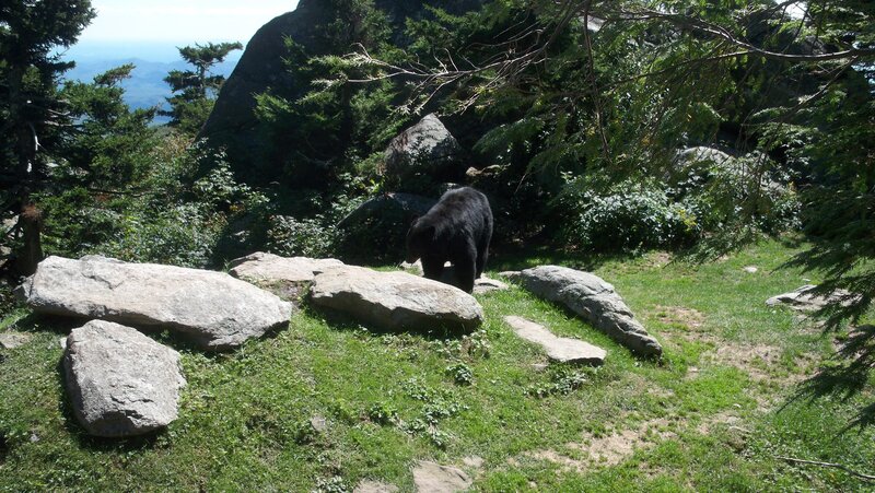 Black Bear in Forest — Green