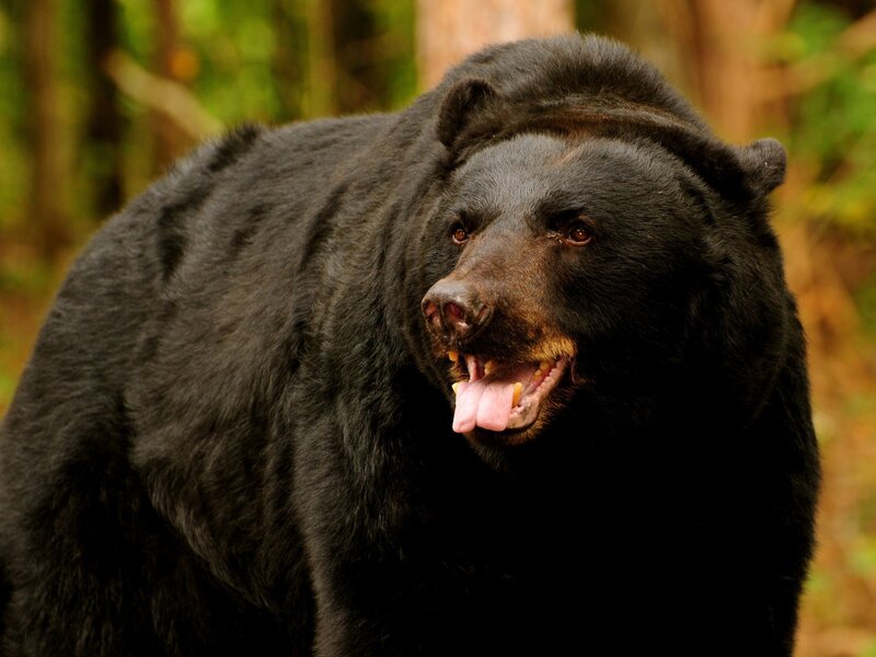 Black Bear in Forest — Natural, Afternoon, Photograph